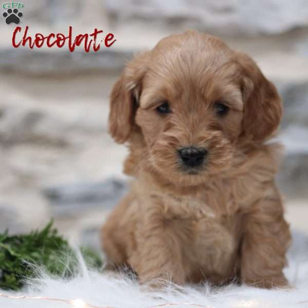 Chocolate, Mini Goldendoodle Puppy